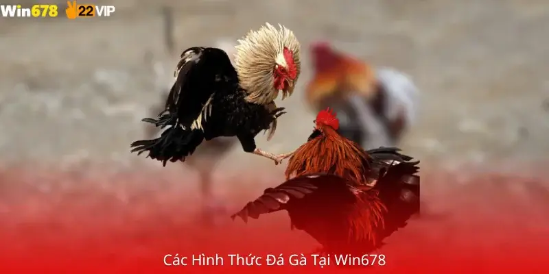 Các Hình Thức Đá Gà Tại Win678 