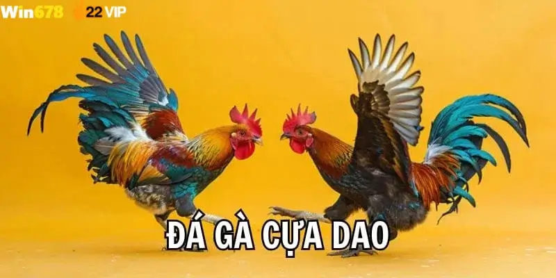 Đá Gà Cựa Dao Win678