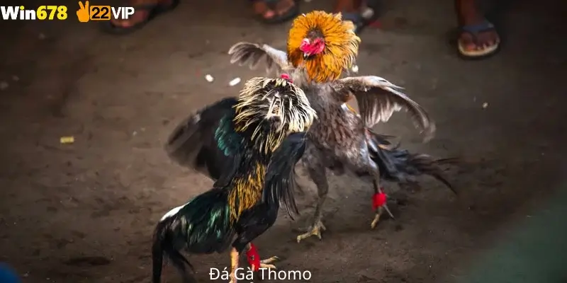 Đá Gà Thomo Win678