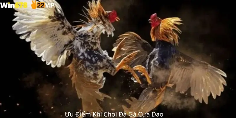 Ưu Điểm Khi Chơi Đá Gà Cựa Dao 
